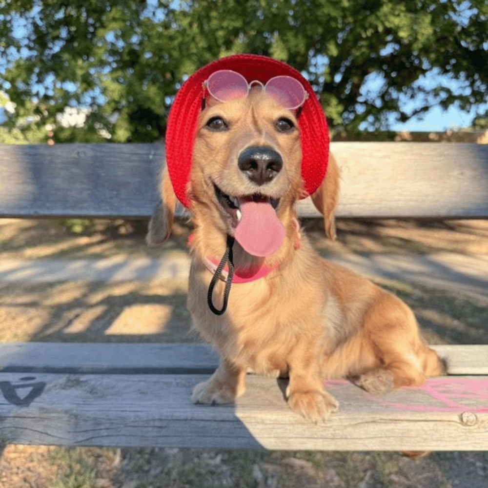 Full Brim Dog Sun Hat Red