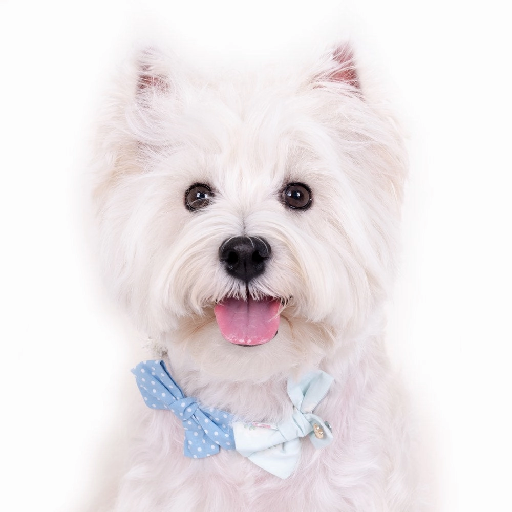 Hey Cuzzies Bow Dog Necklace (Blue)