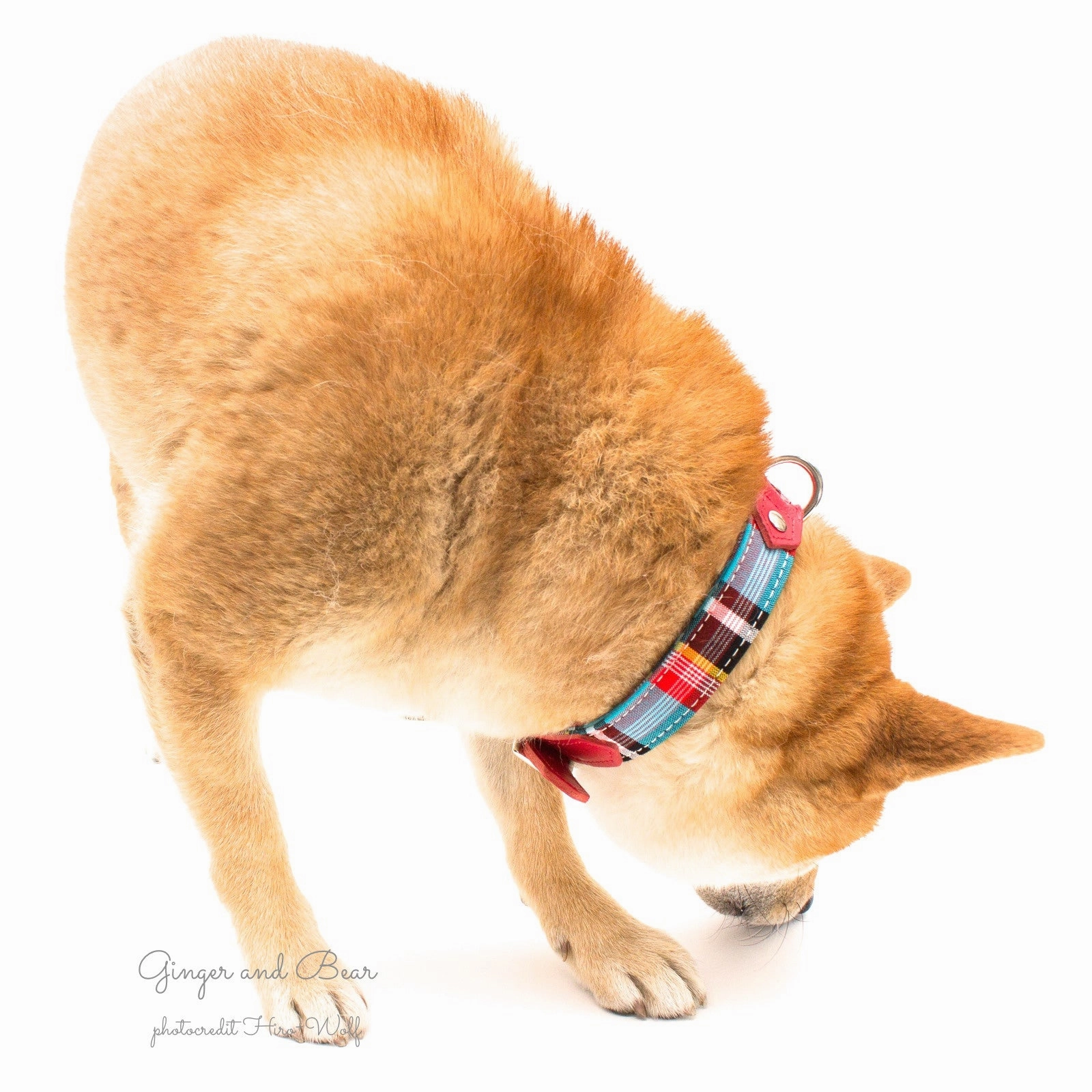 Hiro Wolf Collar: Masai Blue Check