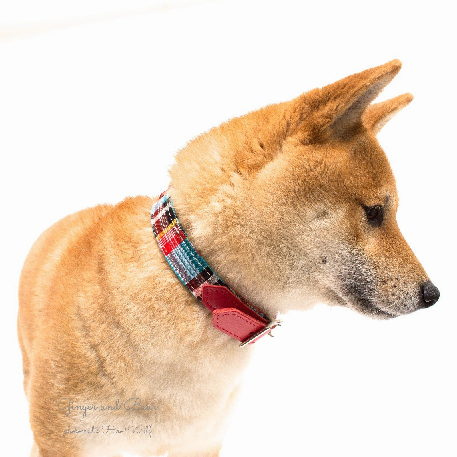 Hiro Wolf Collar: Masai Blue Check