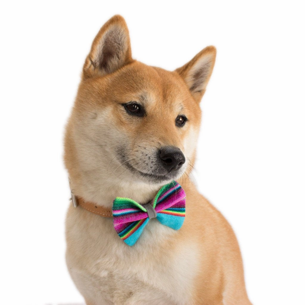 Hiro Wolf Dog Bow Tie: Inca Blue
