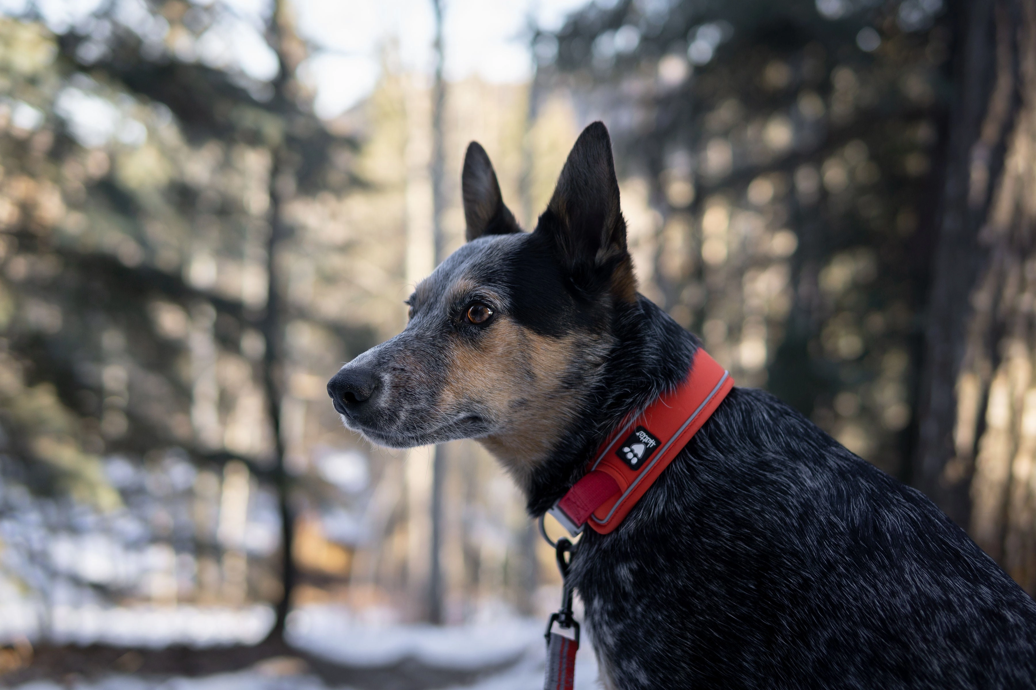 Hurtta Dog Collar: Weekend Warrior Eco, Rosehip