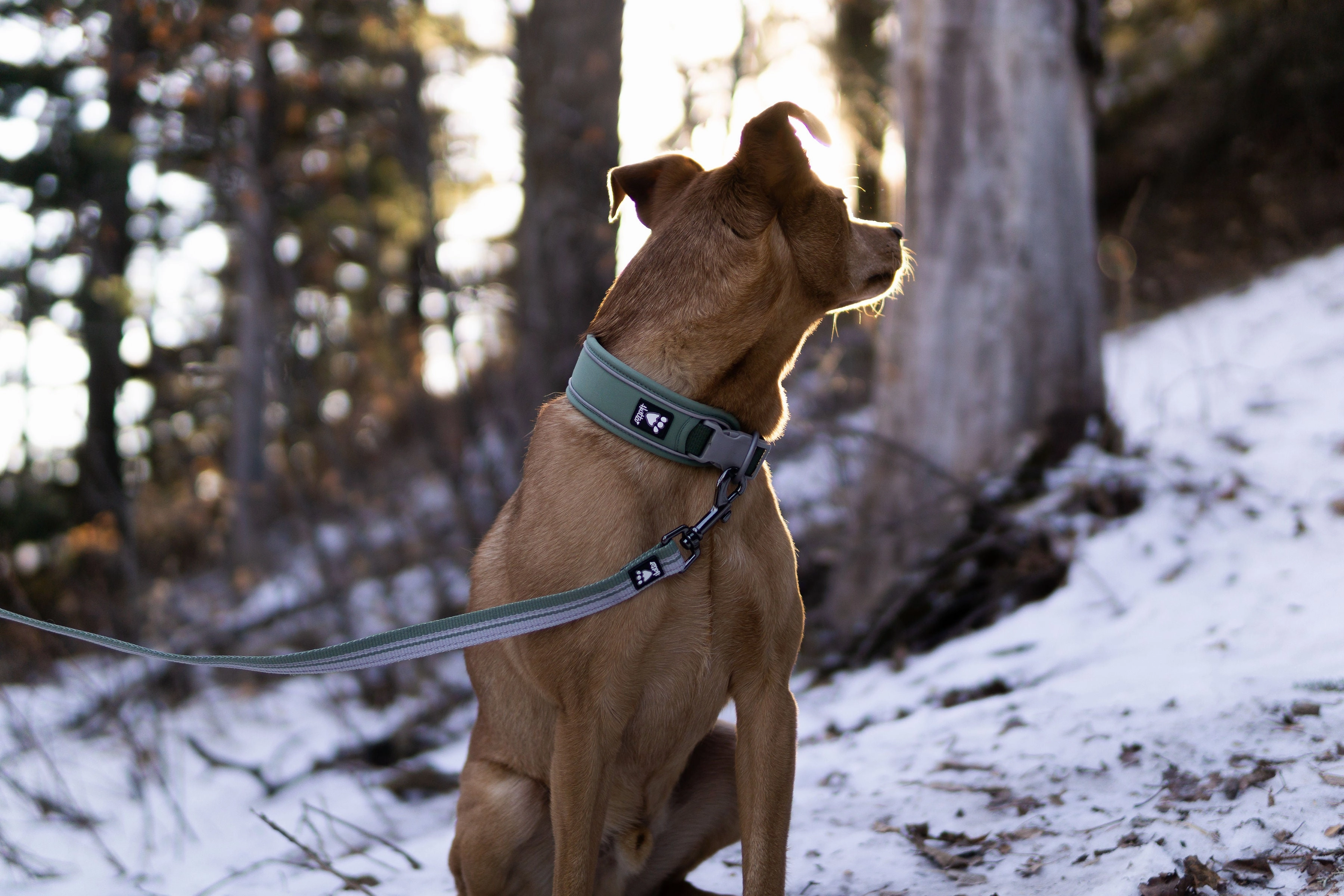 Hurtta Dog Collar: Weekend Warrior Eco, Rosehip