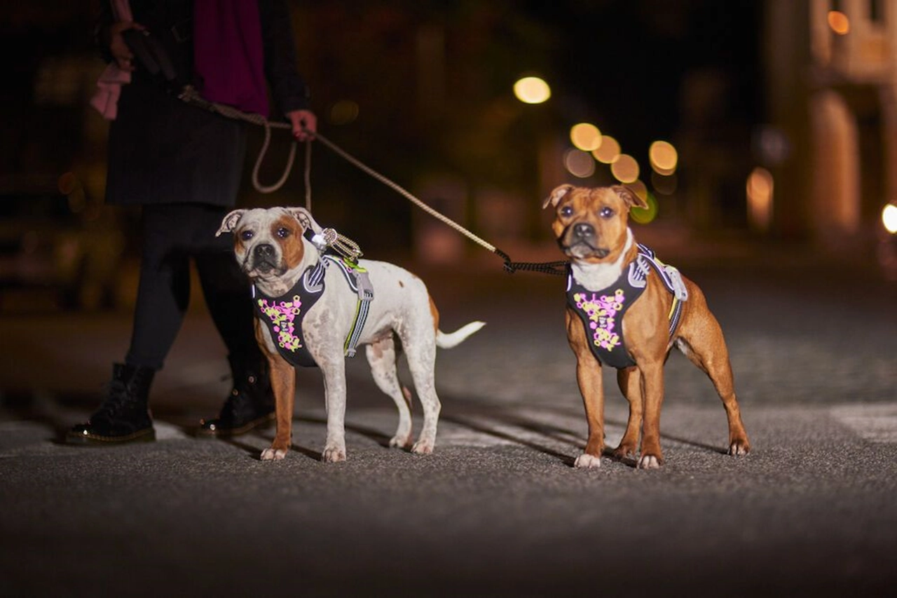 Hurtta Dog Harness: Weekend Warrior Neon Harness