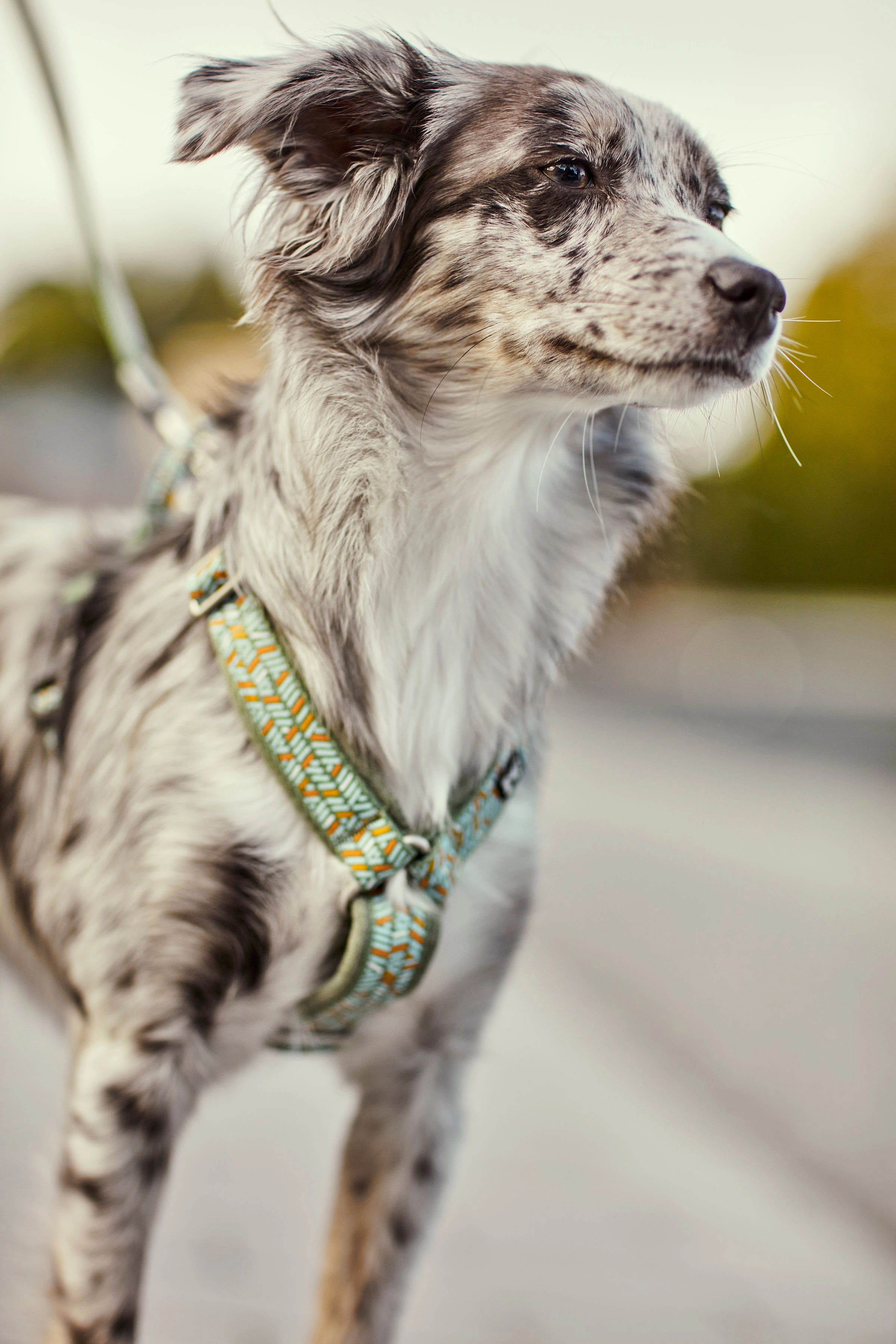 Hurtta Dog Y-Harness: Razzle Dazzle, Beetroot