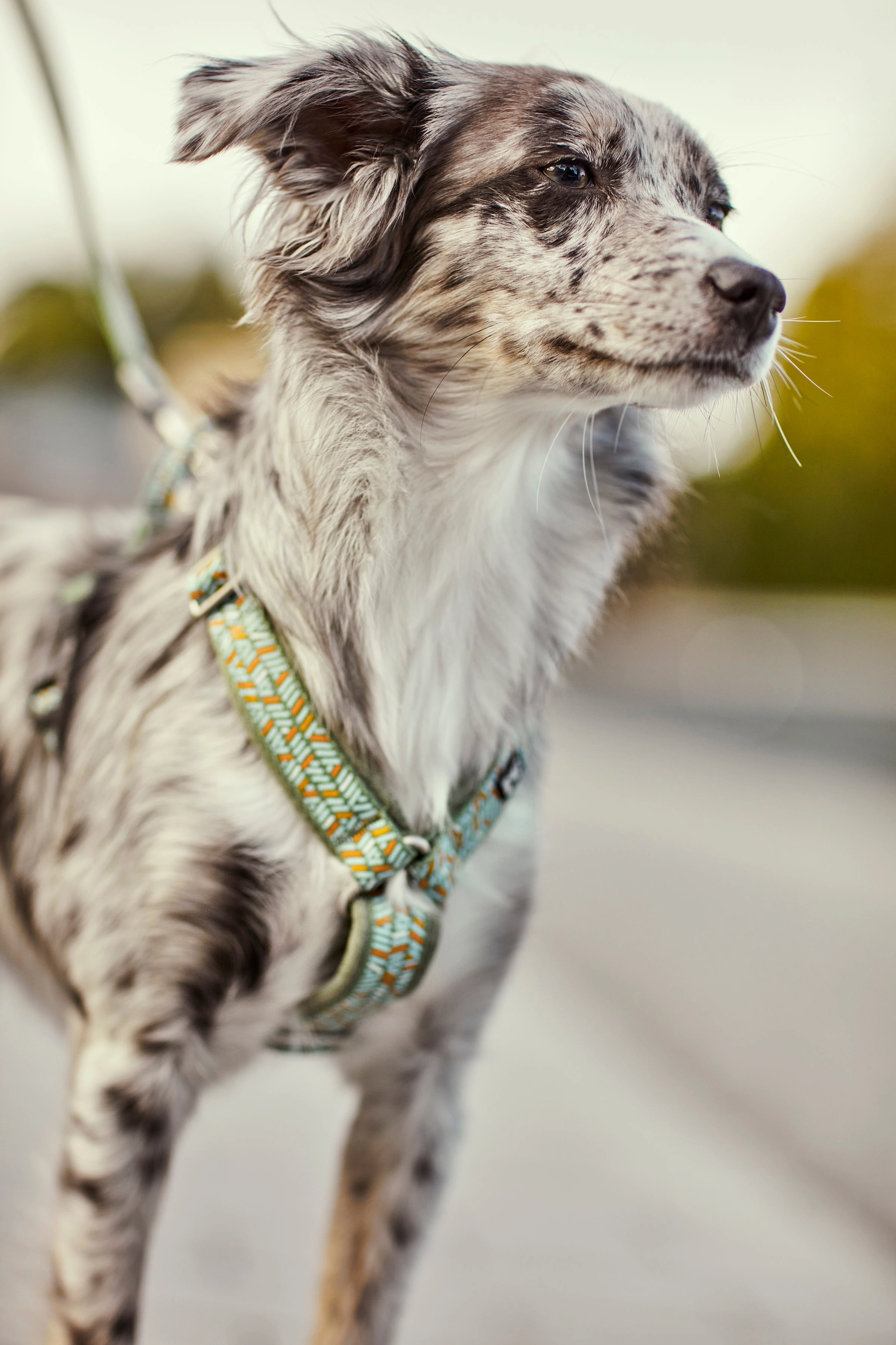 Hurtta Dog Y-Harness: Razzle Dazzle, Bilberry