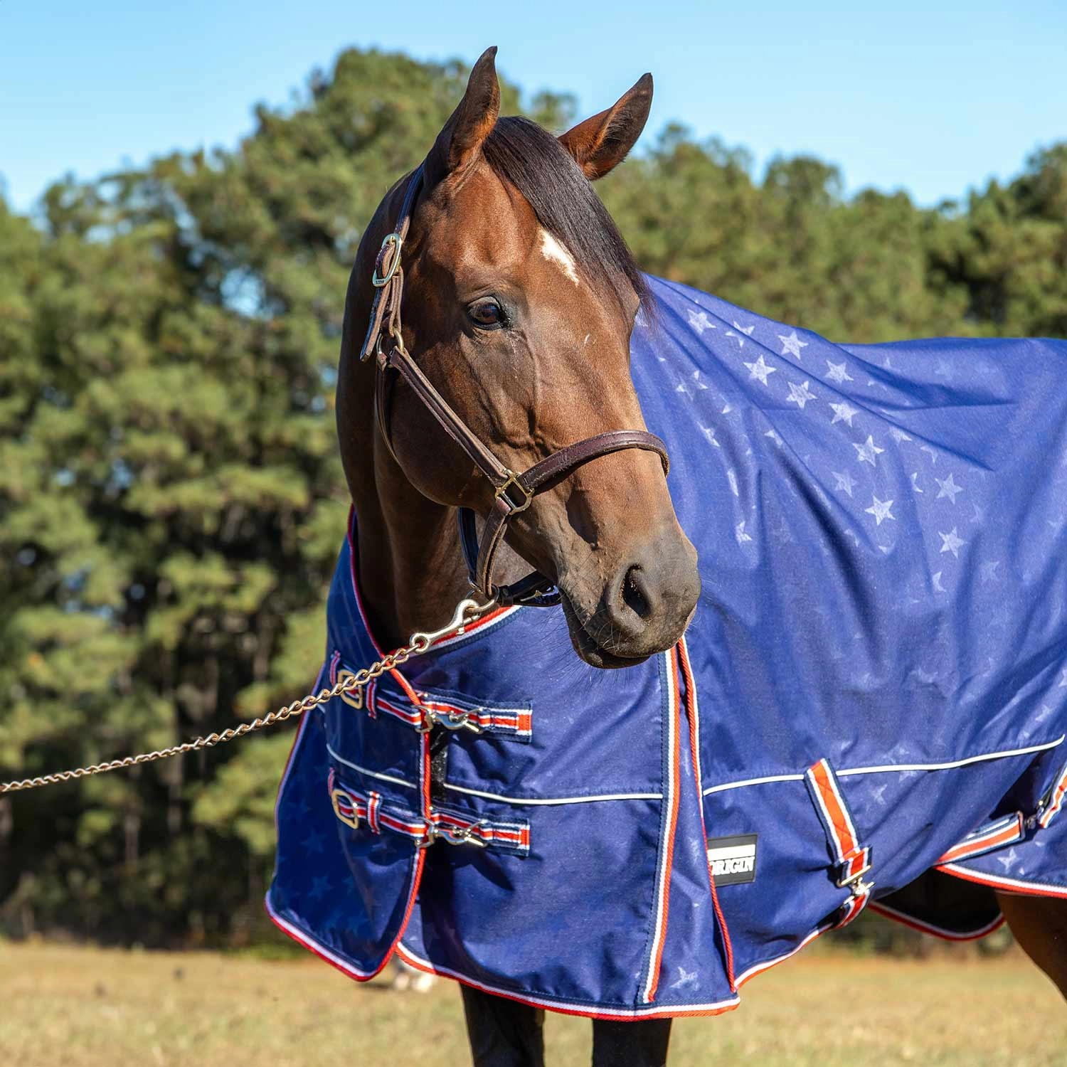 Jeffers Poplar Head Origin 600 Denier Turnout Blanket, 240 Gram, Allegiance