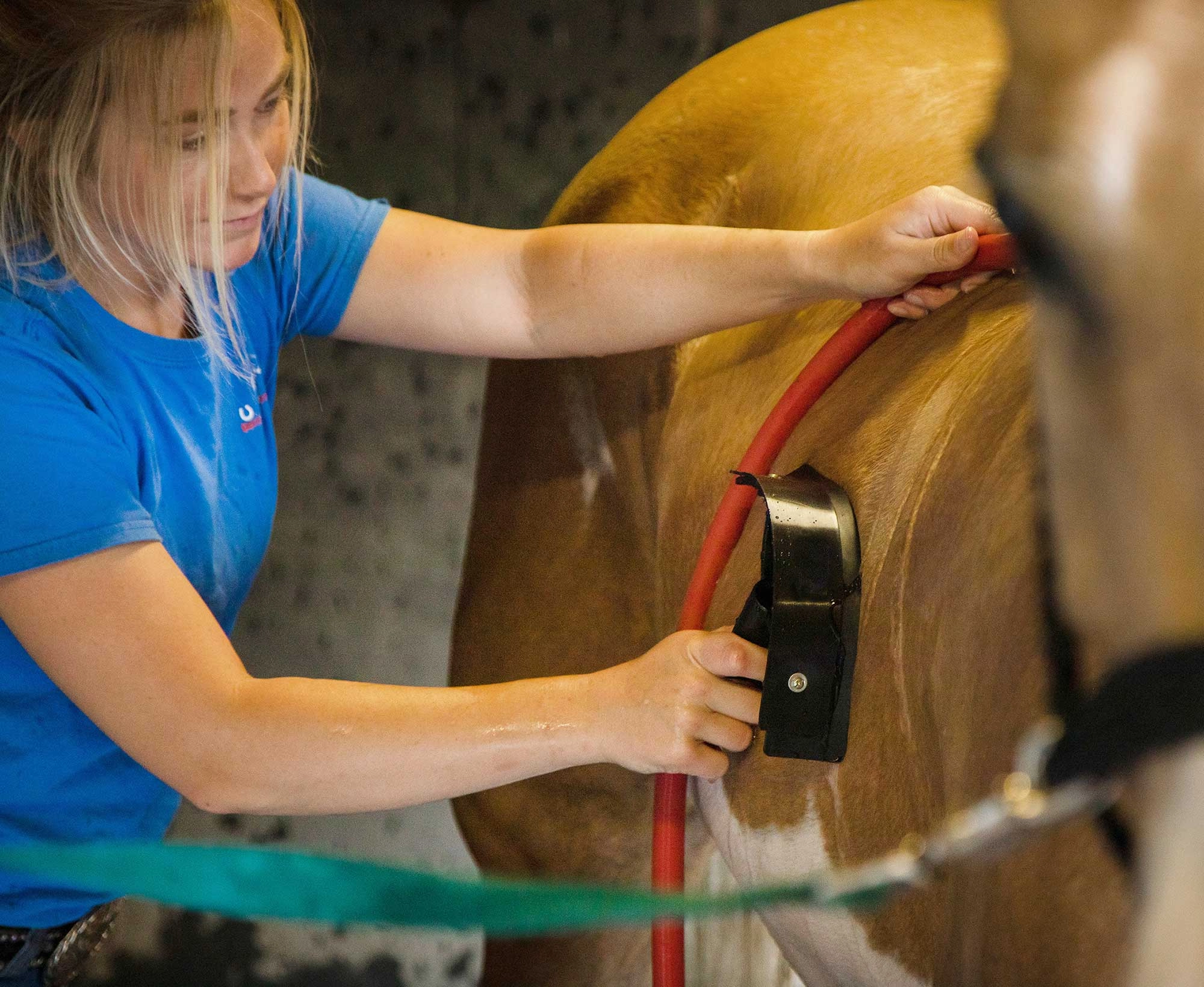 Jeffers Sweat/Water Squeegee for Horse & Livestock Grooming