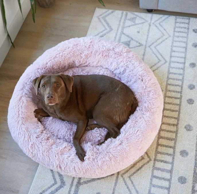 Kazoo Peacock Rose Dog Bed
