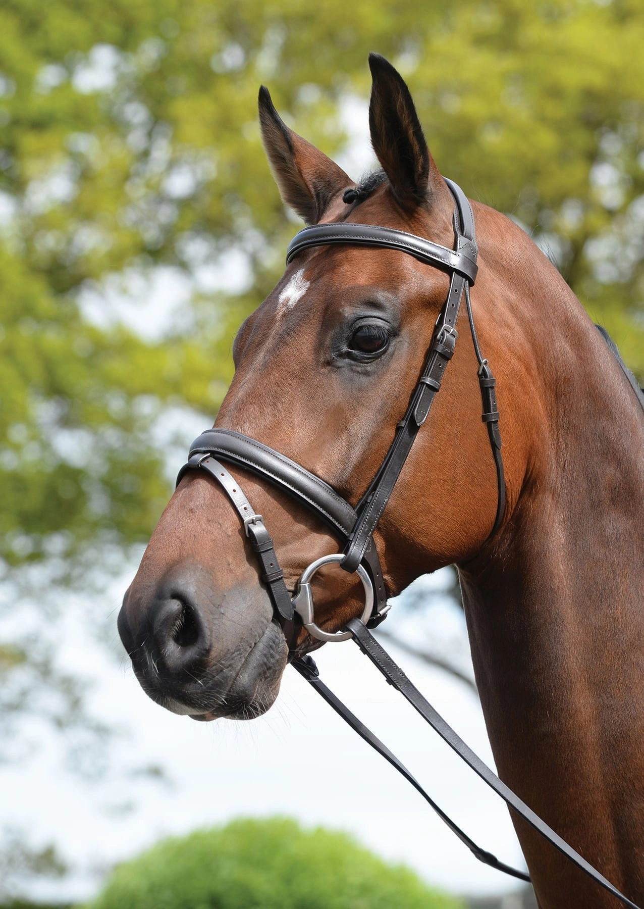Kincade Leather Padded Flash Horse Bridle