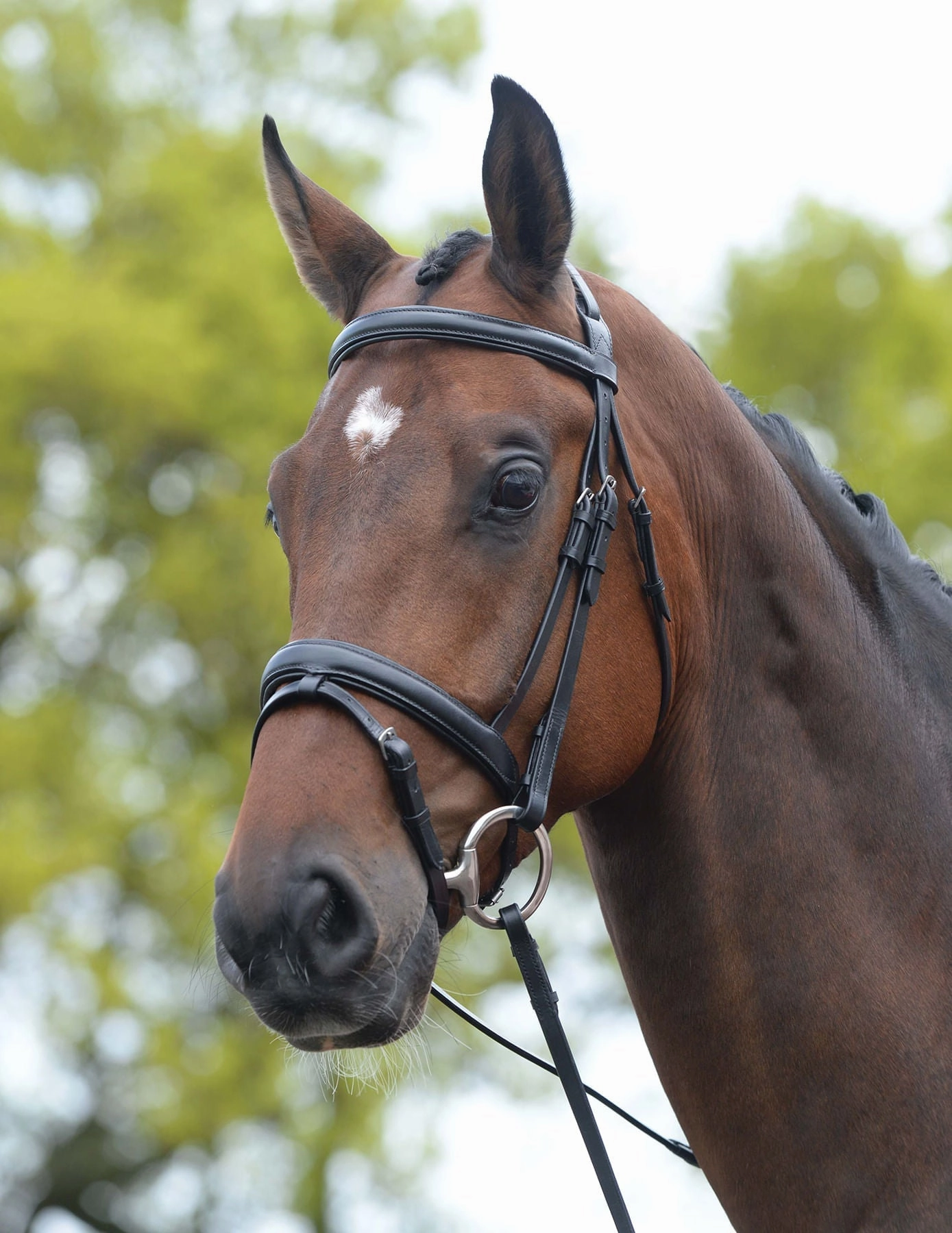 Kincade Leather Padded Flash Horse Bridle