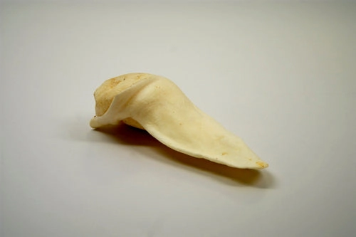 Krijon Lamb Ears