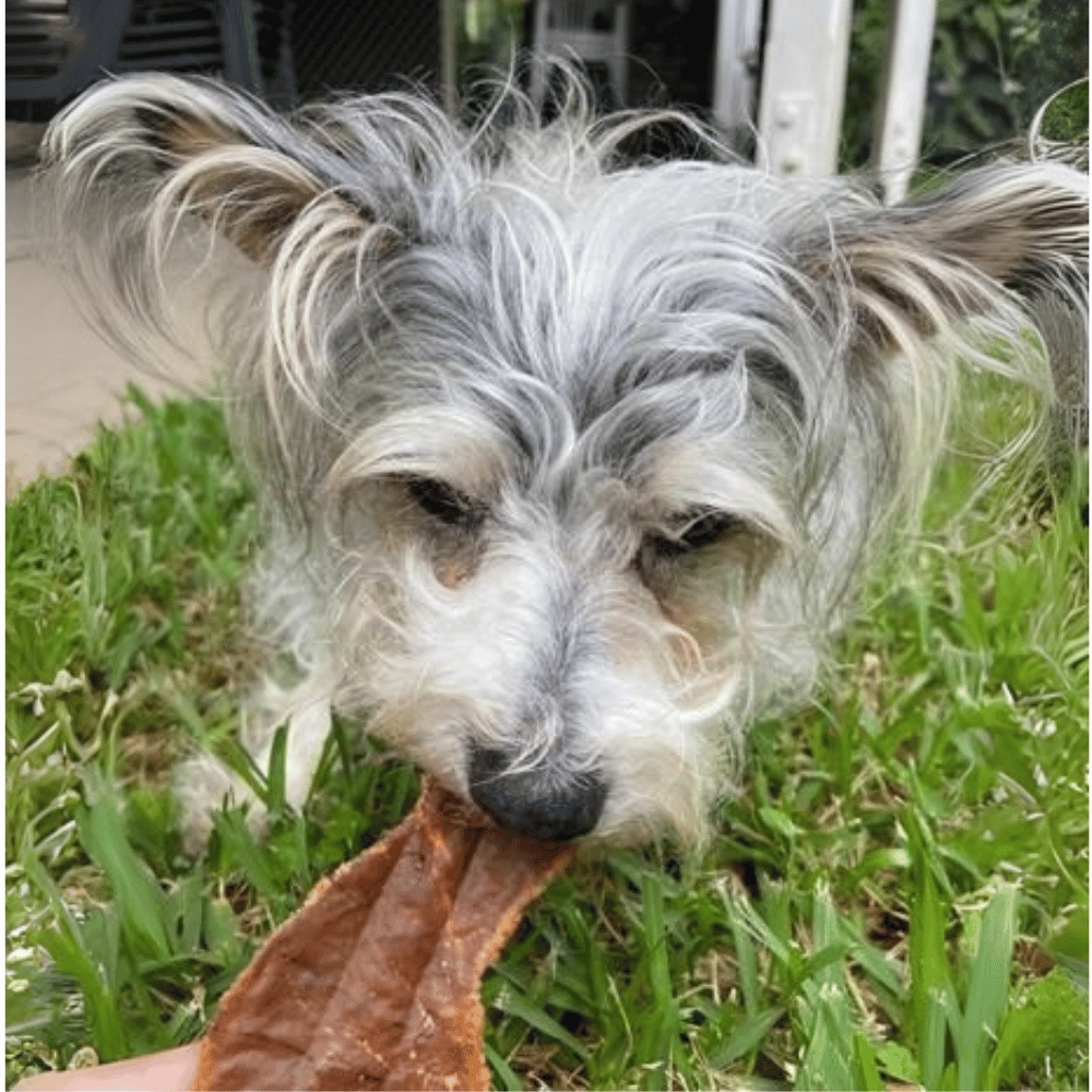 L'Barkery Pawviar