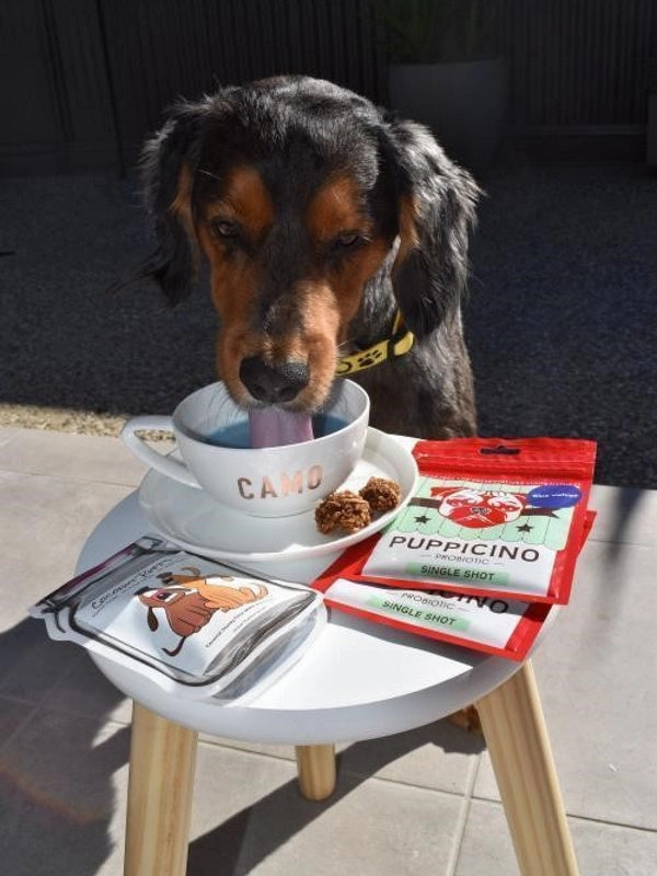 L'Barkery Puppicino - Blue Velvet/Spirulina