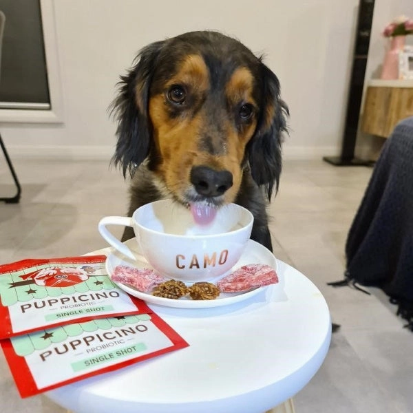 L'Barkery Puppicino - Heavenly Peanut Butter