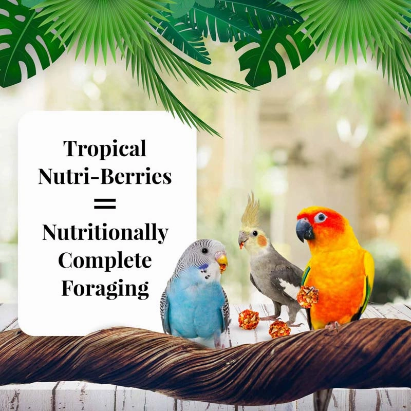 Lafeber Cockatiel Tropical Fruit Nutri-Berries, 10 oz bag