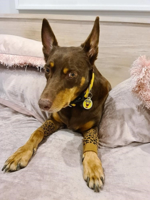 Leopard Dog Leg Warmers