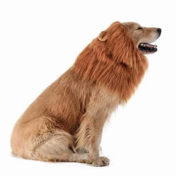 Lion Mane Dog Costume - Medium to Large Dogs