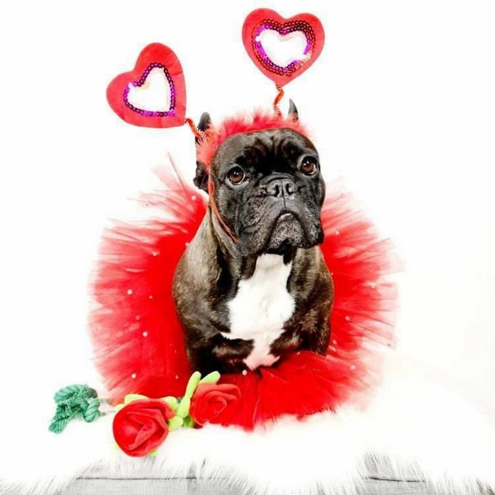 Love Heart Dog Headpiece