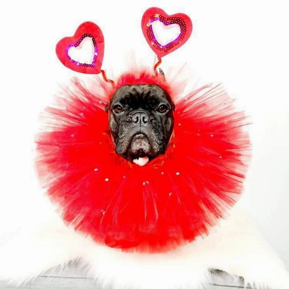 Love Heart Dog Headpiece