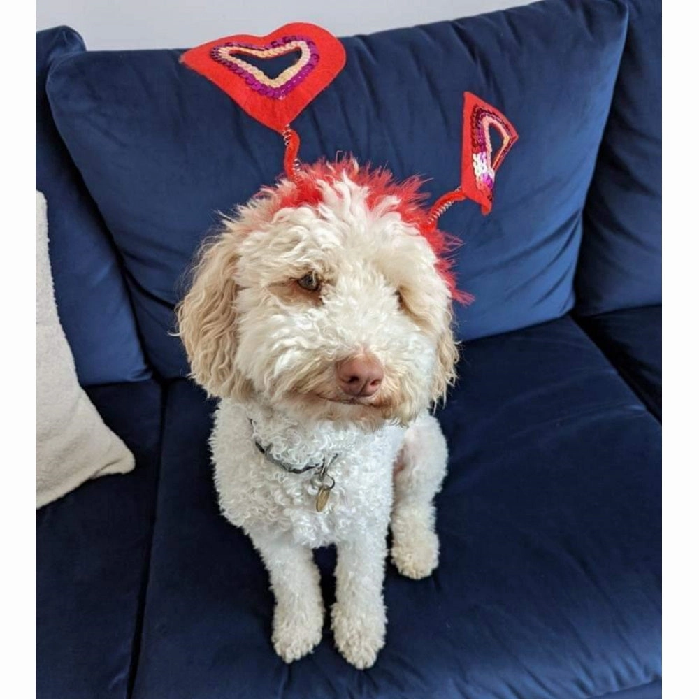 Love Heart Dog Headpiece