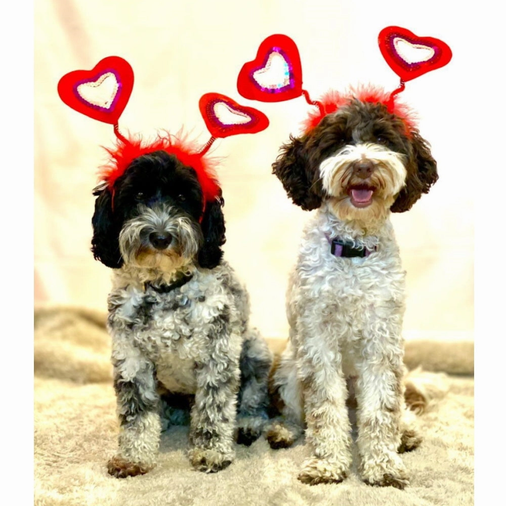 Love Heart Dog Headpiece