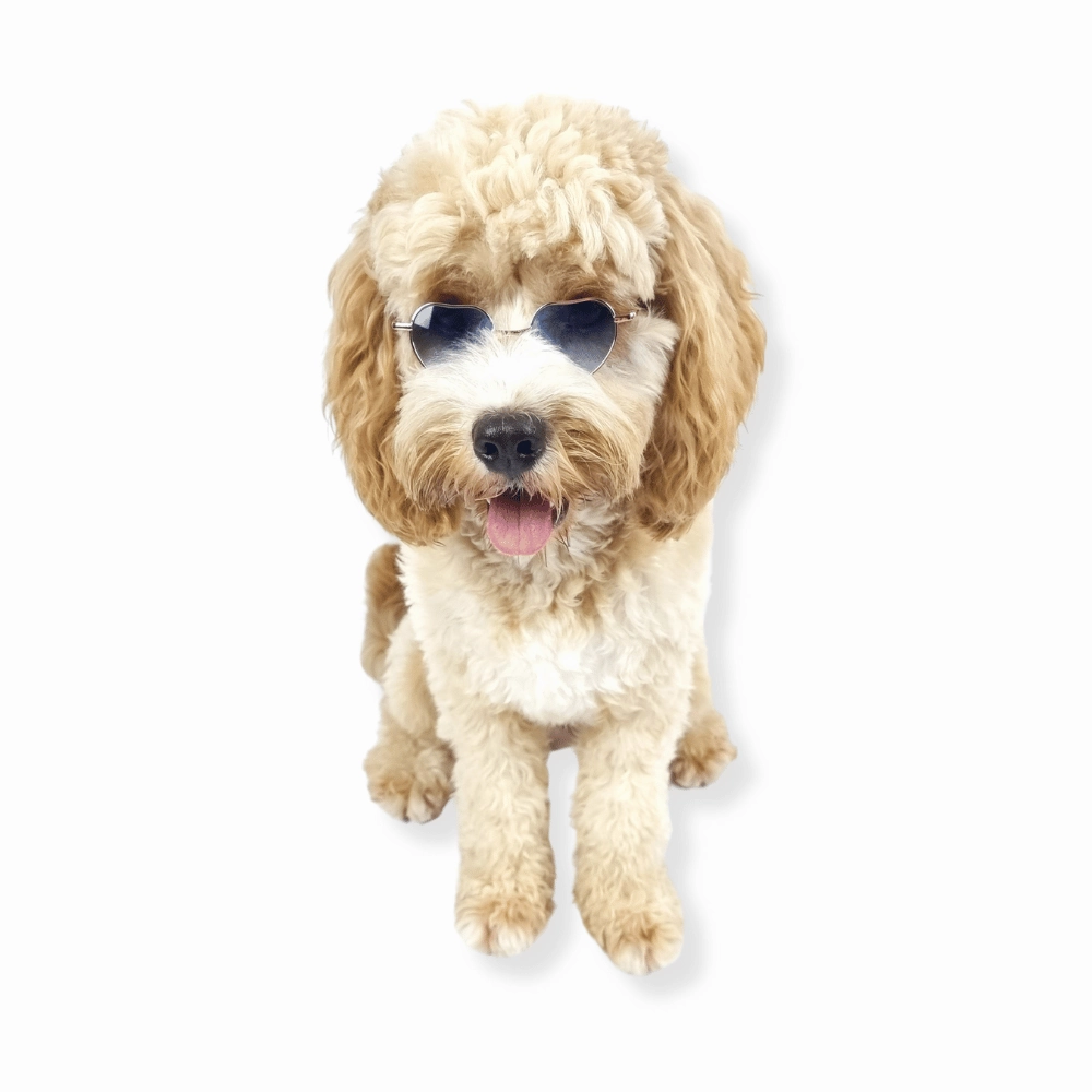 Love Heart Dog Sunglasses