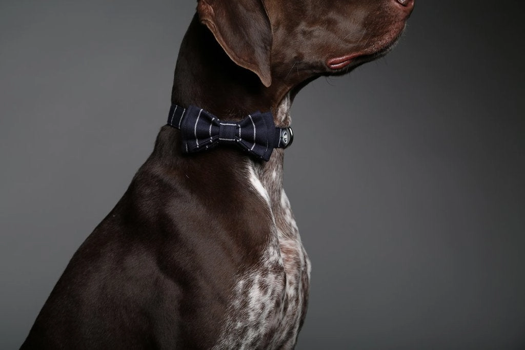 MaxBone Benjamin Dog Bow Tie