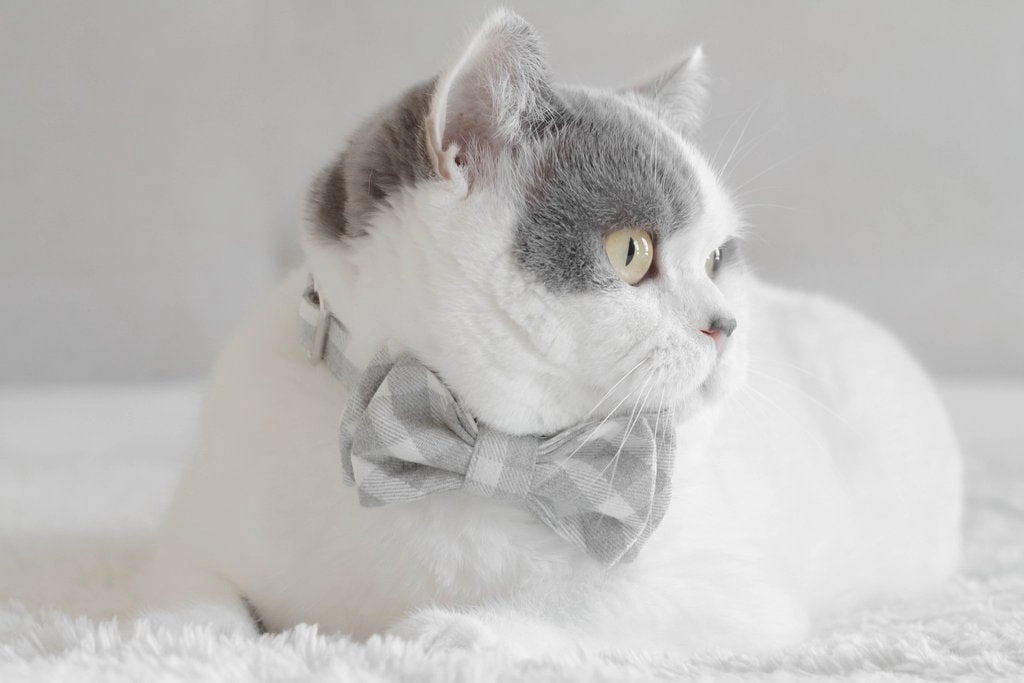 MaxBone Chloe Cat Bow Tie