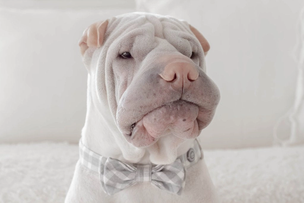 MaxBone Chloe Dog Bow Tie