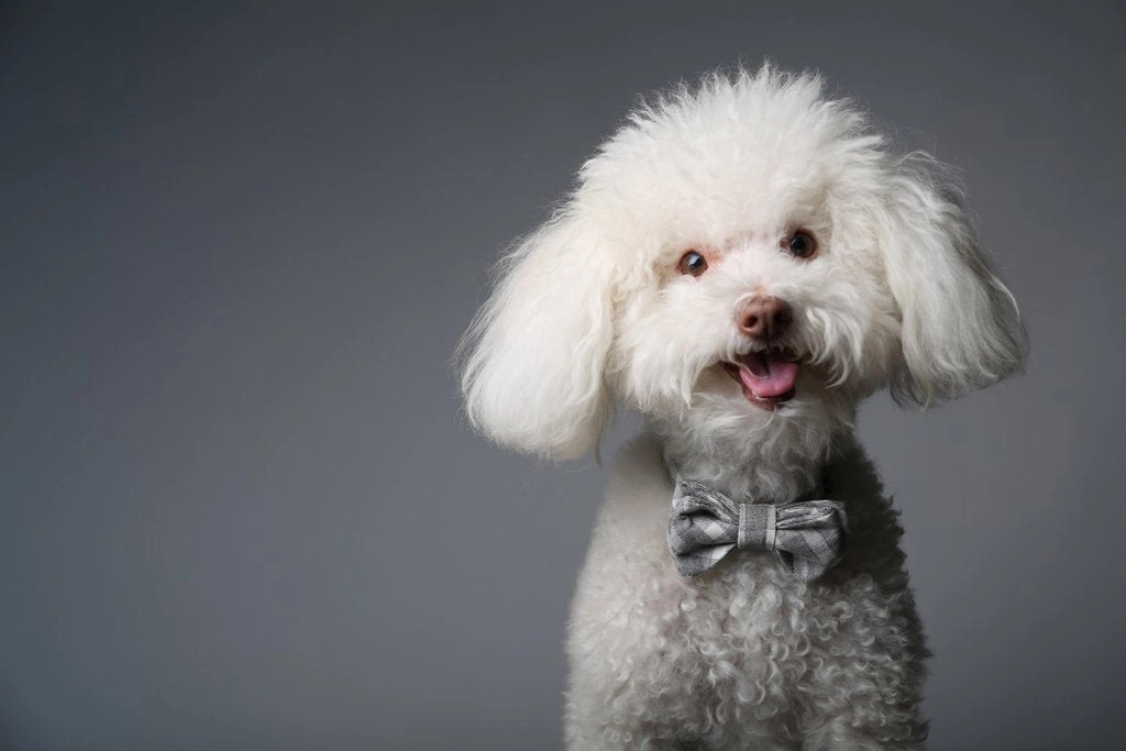 MaxBone Chloe Dog Bow Tie