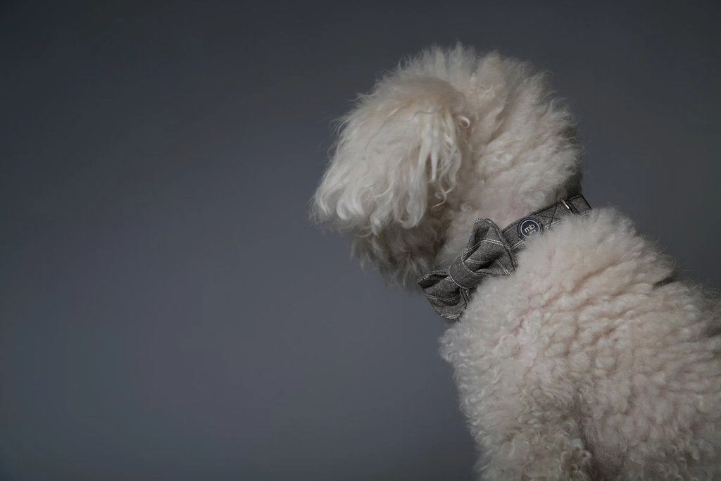 MaxBone Sam Dog Bow Tie