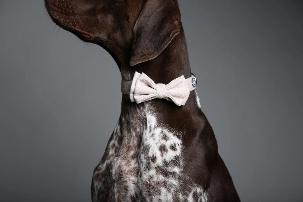 MaxBone Wilhelmina Dog Bow Tie