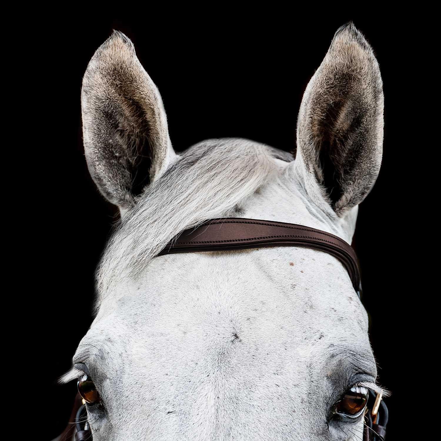 Micklem 2.0 Multi Bridle, Havana
