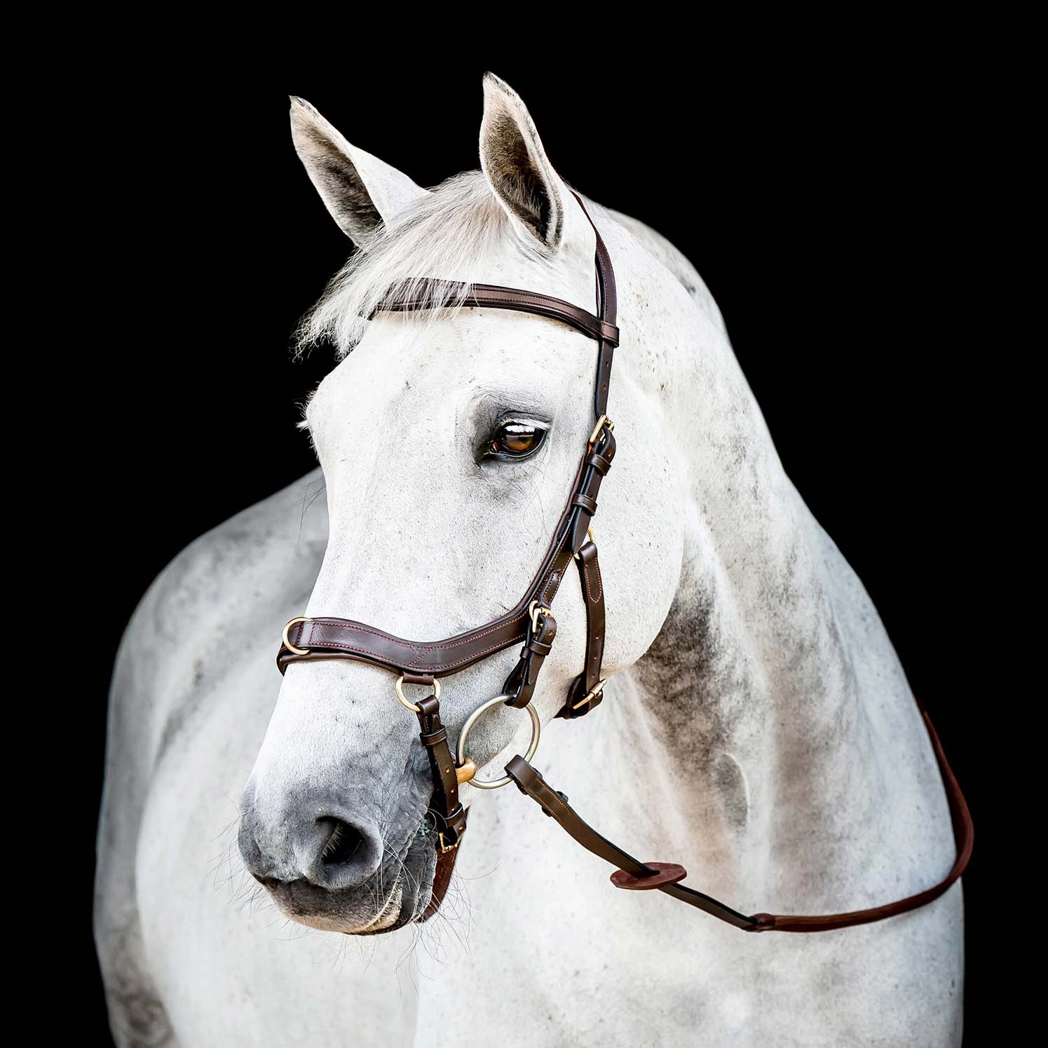 Micklem 2.0 Multi Bridle, Havana