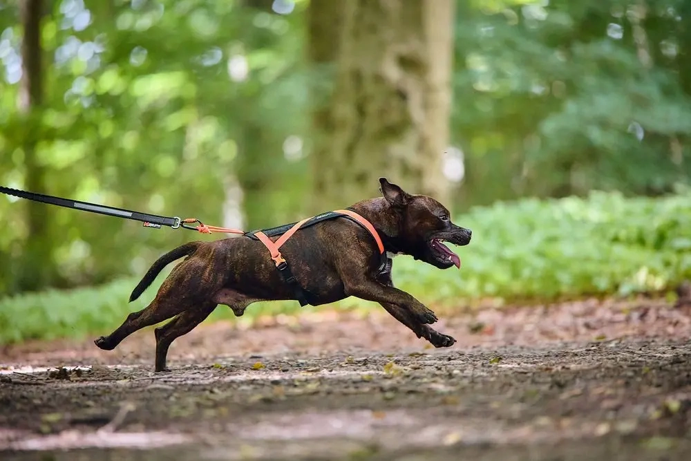 Non-Stop Dog Wear : Rush Harness