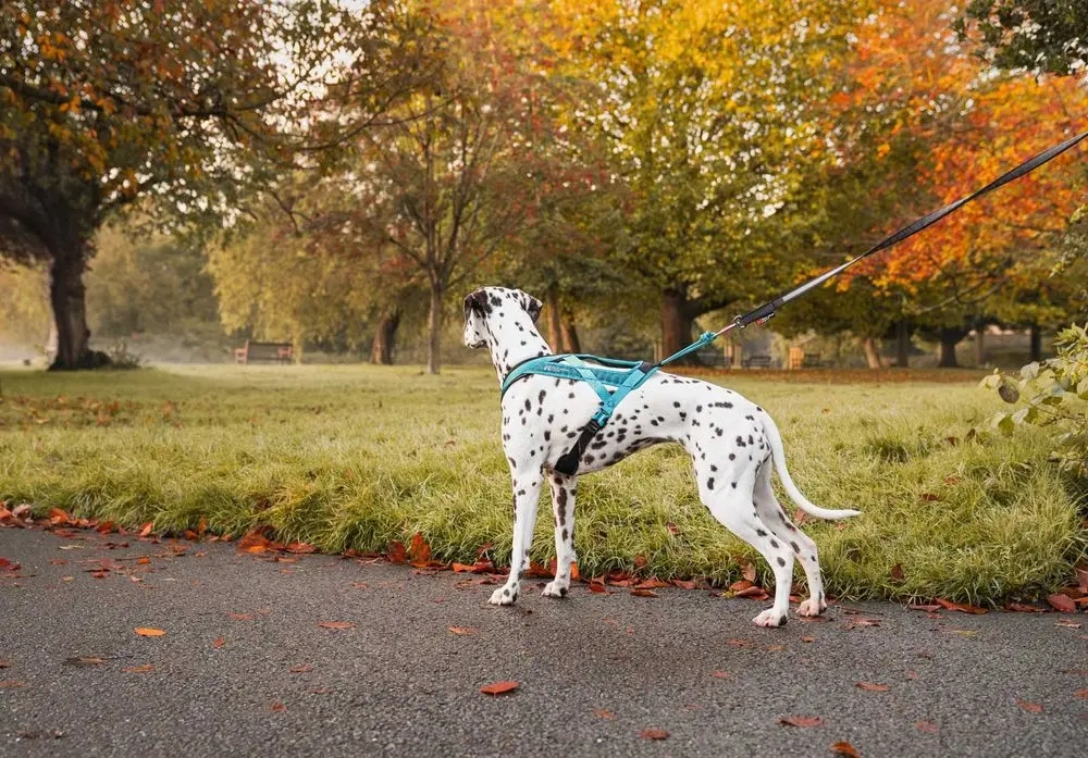 Non-Stop Dog Wear : Rush Harness