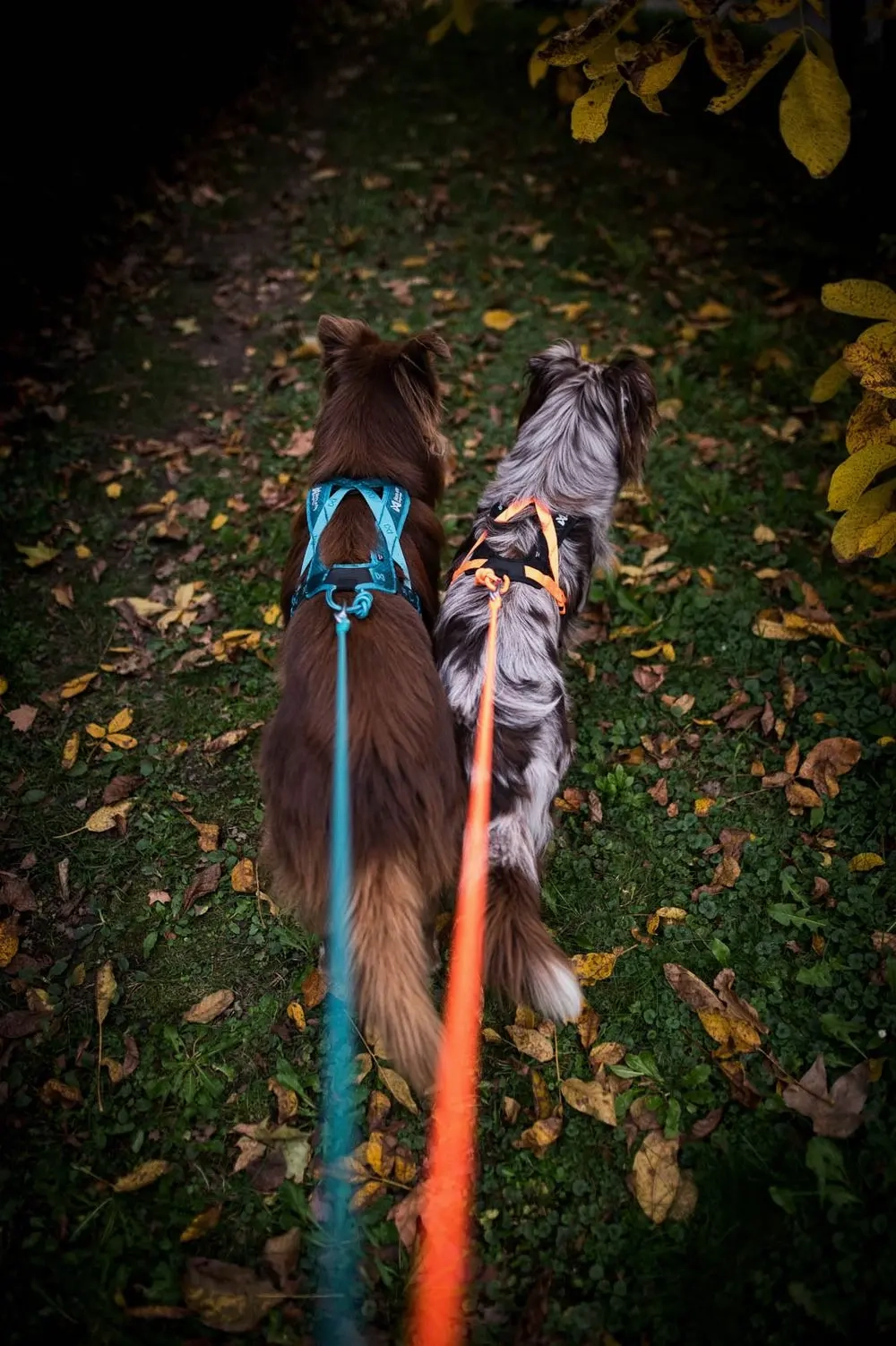 Non-Stop Dog Wear : Rush Harness