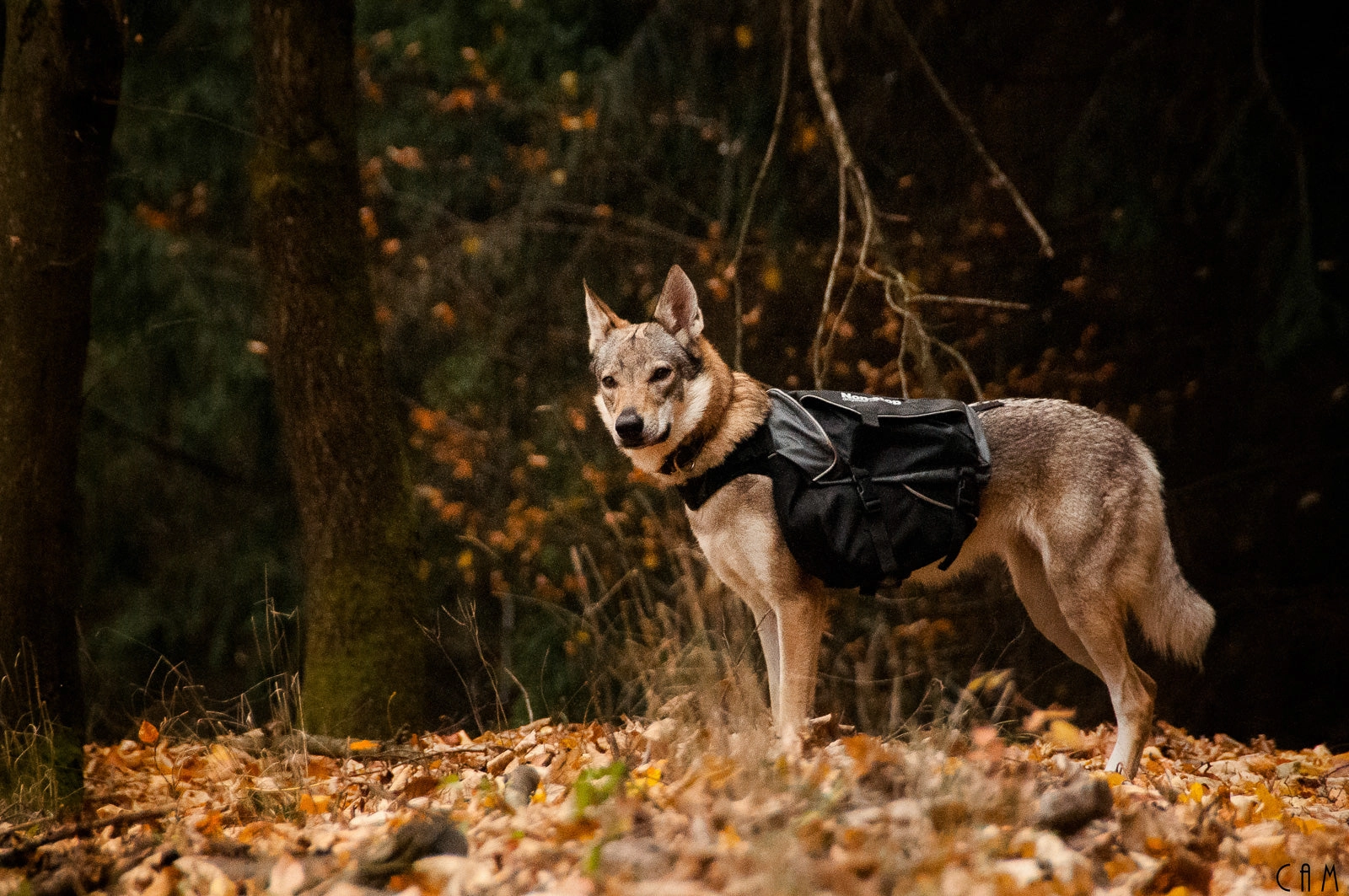 Non-Stop Dog Wear: Amundsen Pack