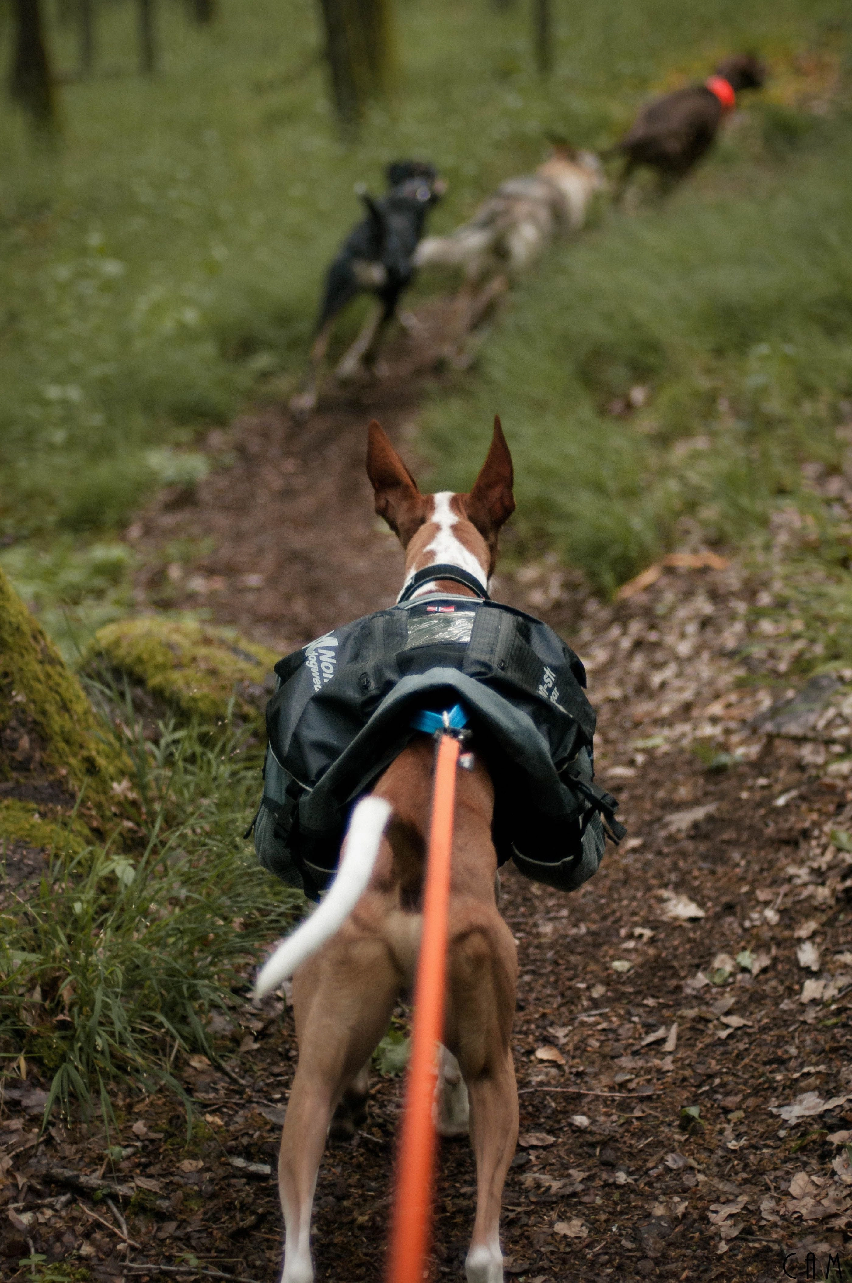 Non-Stop Dog Wear: Amundsen Pack