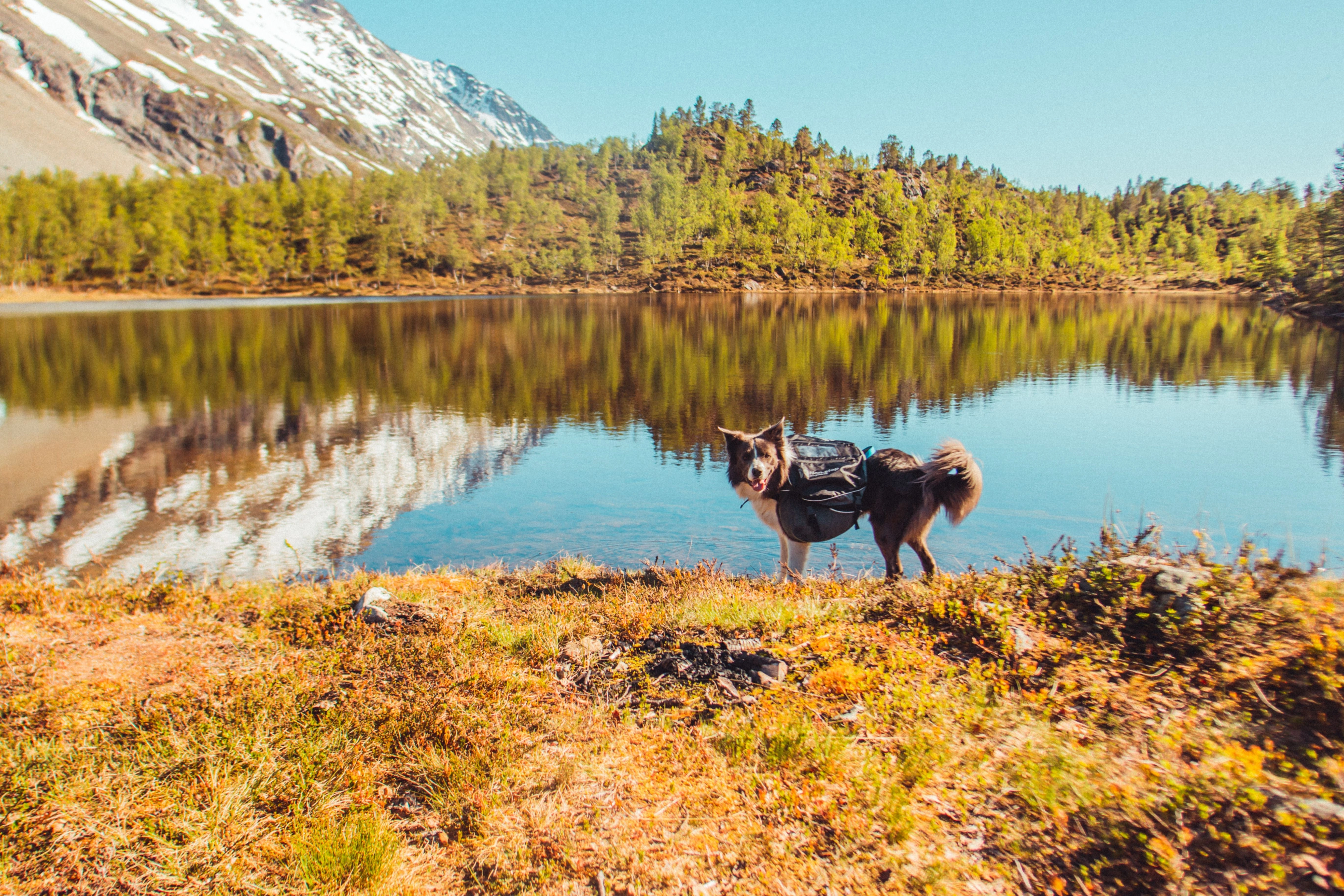 Non-Stop Dog Wear: Amundsen Pack