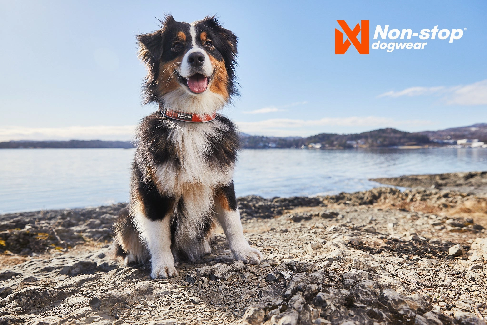 Non-Stop Dog Wear: Cruise Semi-Slip Dog Collar