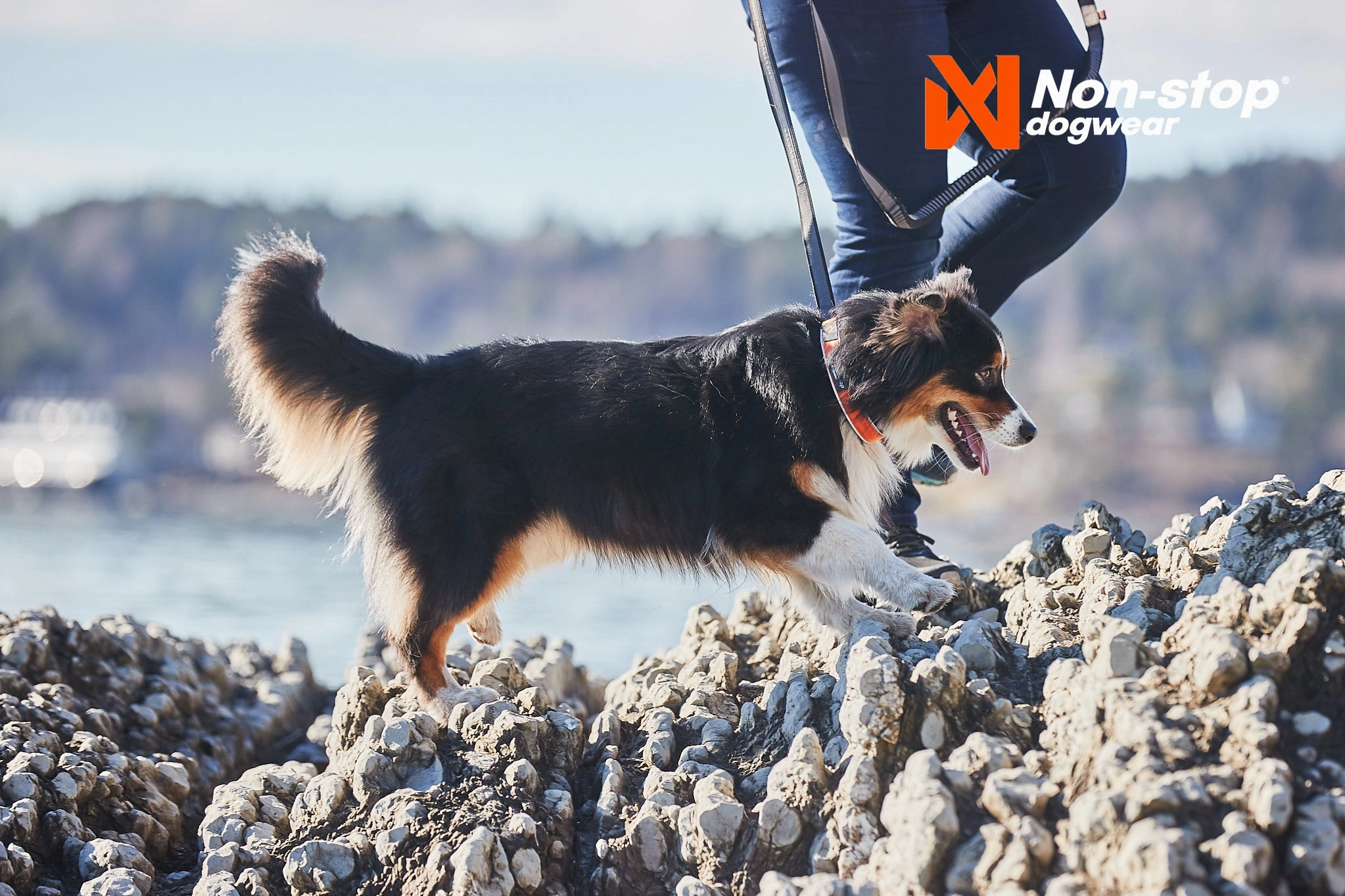 Non-Stop Dog Wear: Cruise Semi-Slip Dog Collar