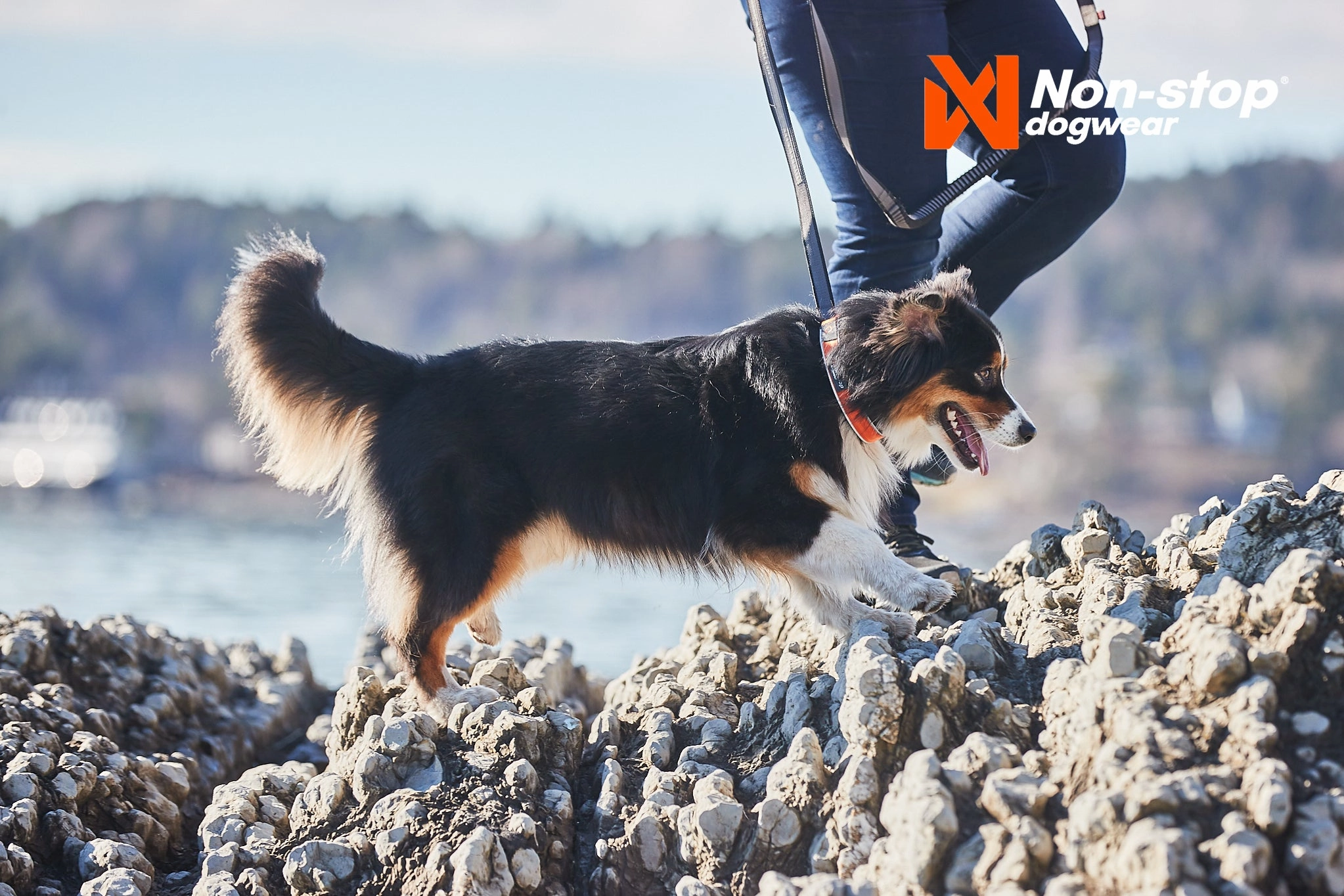 Non-Stop Dog Wear: Cruise Semi-Slip Dog Collar