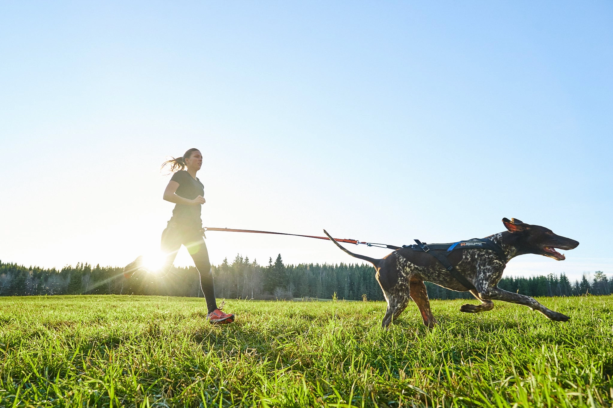 Non-Stop Dog Wear: Freemotion Harness