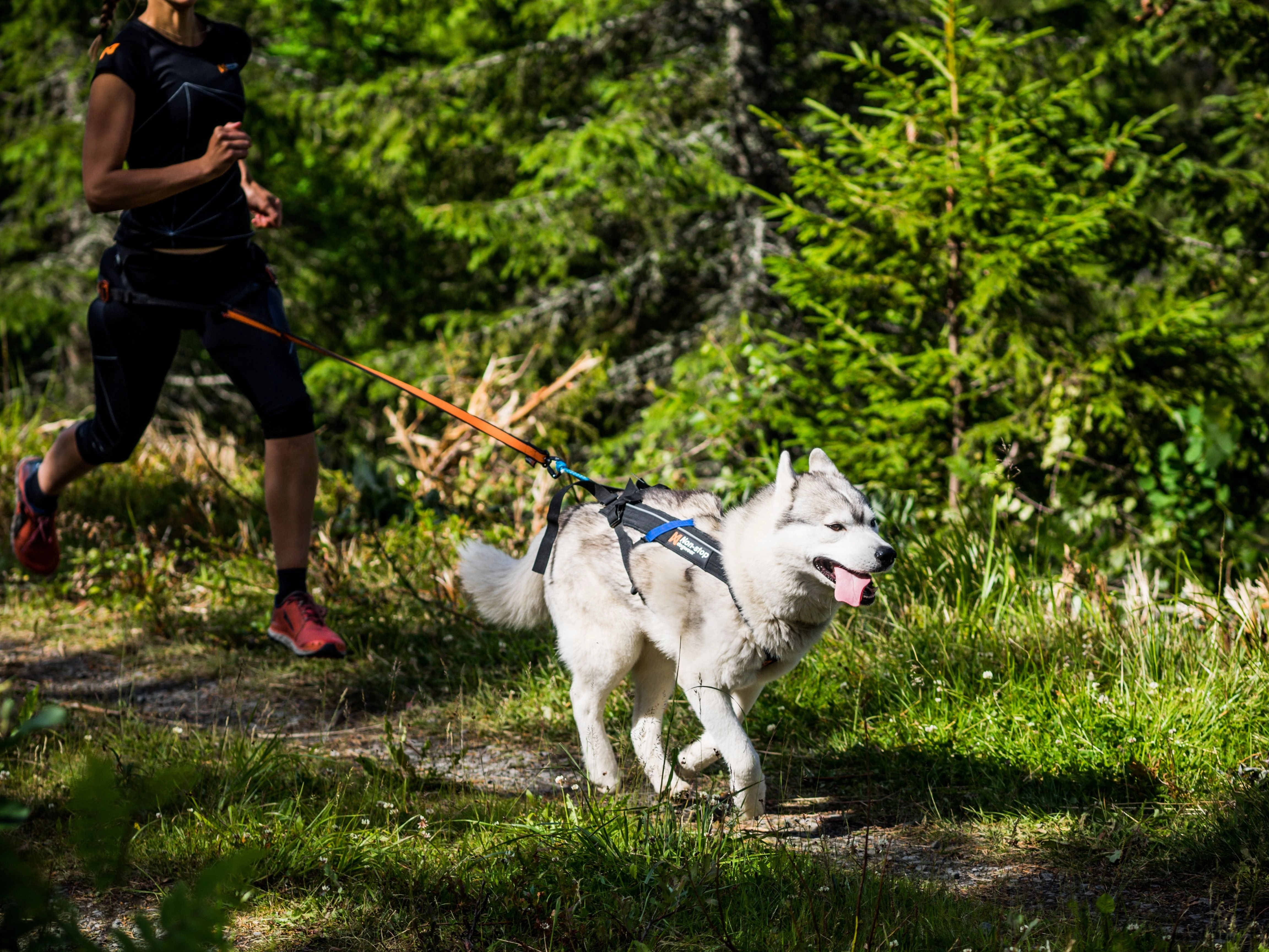Non-Stop Dog Wear: Freemotion Harness