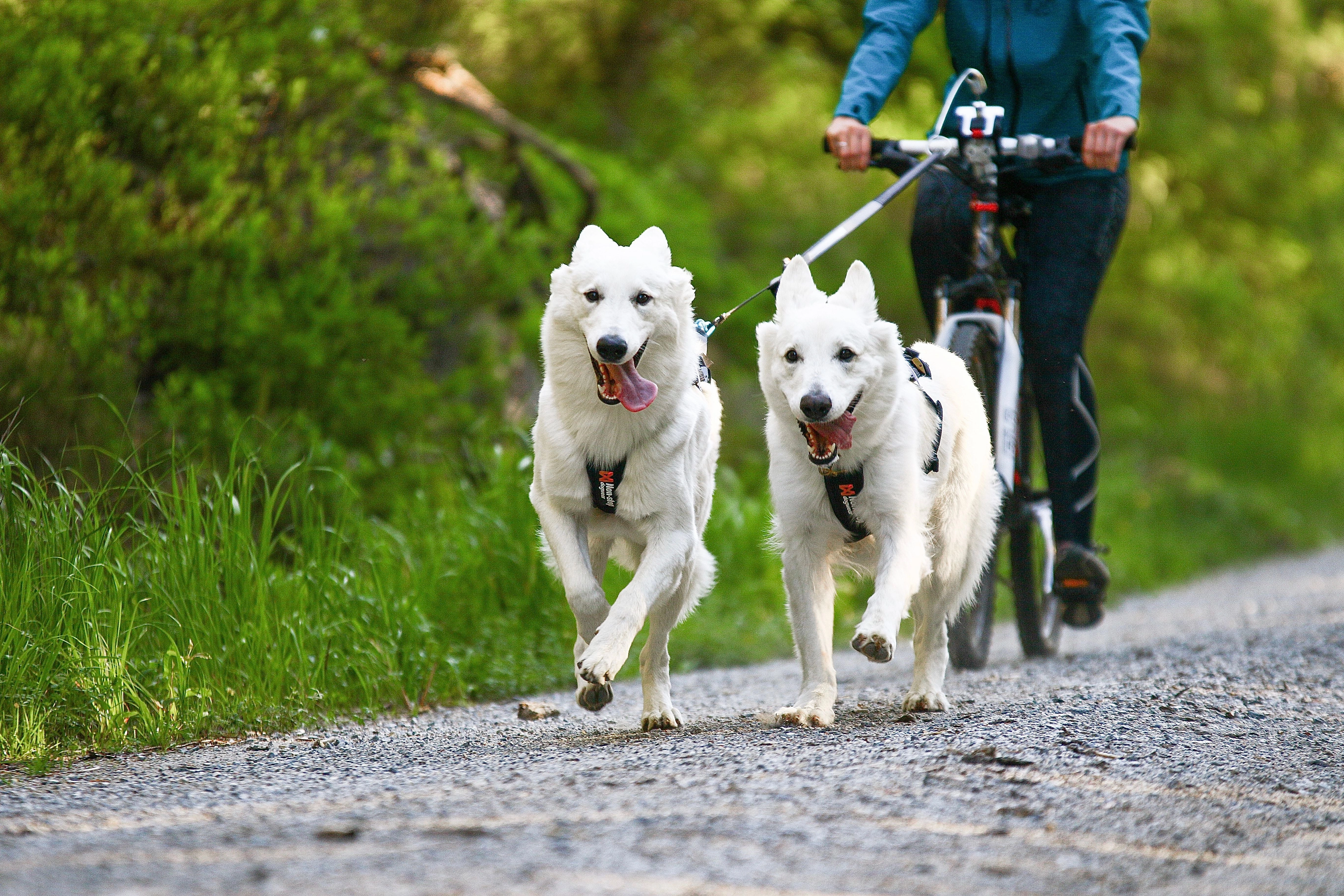 Non-Stop Dog Wear: Freemotion Harness