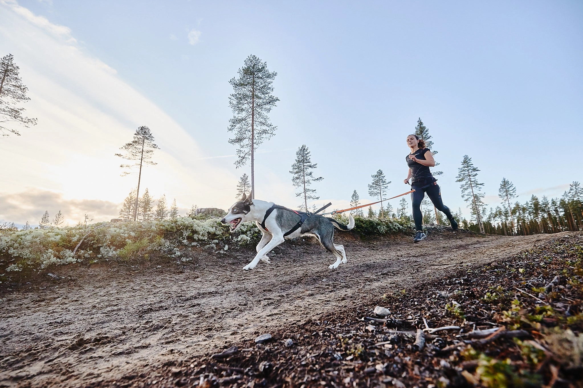 Non-Stop Dog Wear: Freemotion Harness