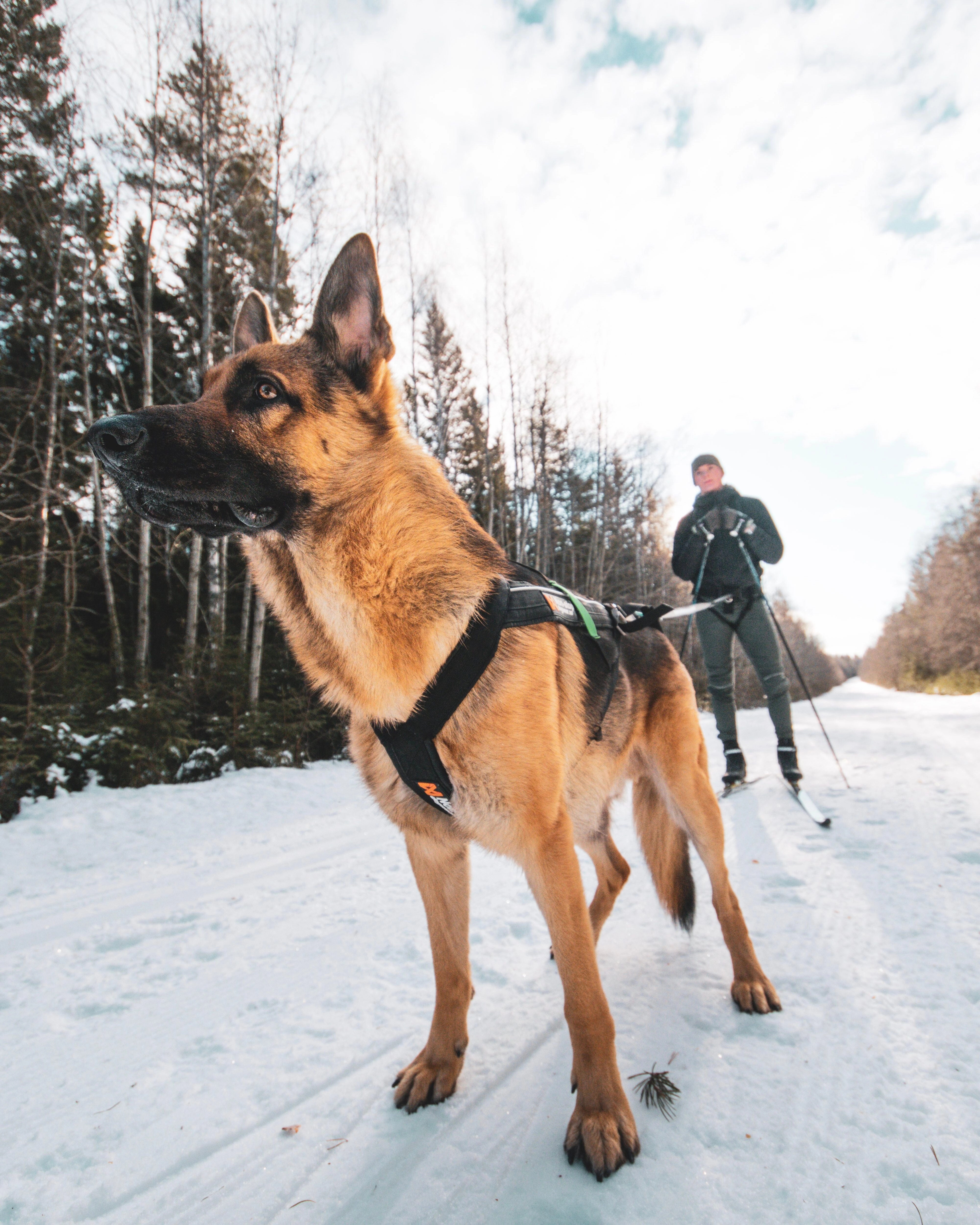 Non-Stop Dog Wear: Freemotion Harness