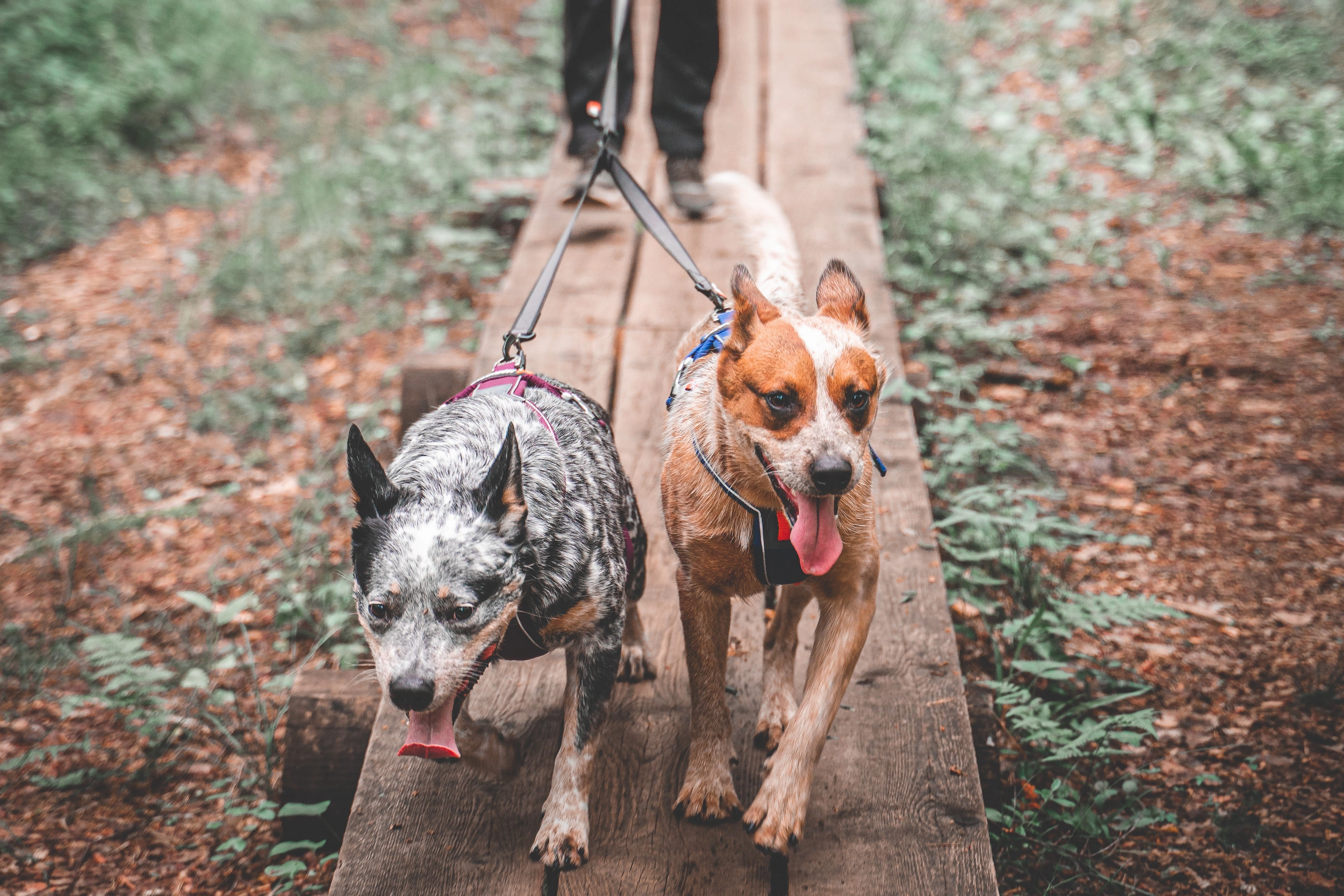 Non-Stop Dog Wear: Leash Splitter, Touring Double